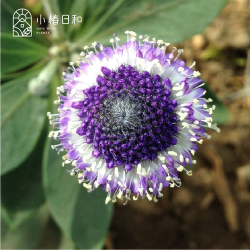 小椿日和 地团花 蓝眼睛 Globularia salicina进口多年生丰花盆栽