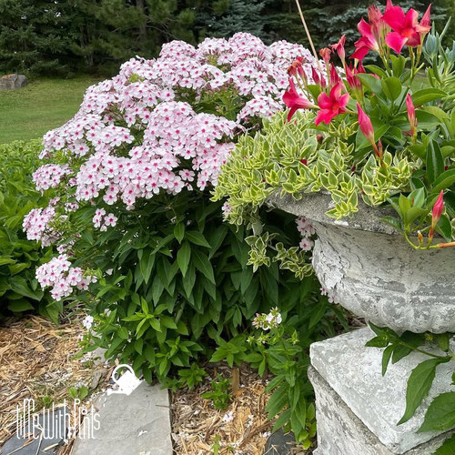 小椿日和宿根福禄考-荷兰小姐直立耐寒耐热皮实好养多年生开花