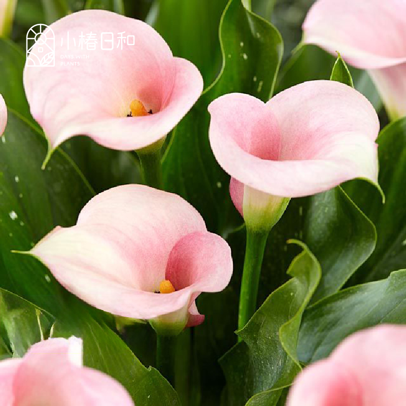 小椿日和  粉色马蹄莲火烈鸟 仙气切花盆栽水生庭院室内