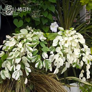 小椿日和 花叶羊蹄甲多年生落叶乔木耐寒耐热丰花盆栽庭院花园