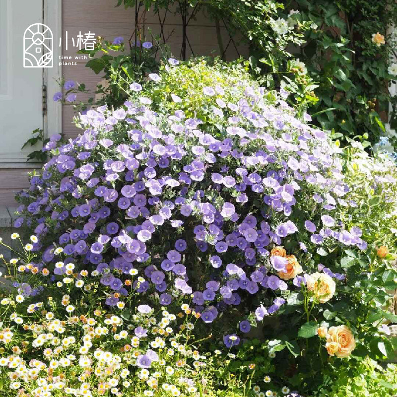 小椿园艺 蓝色岩旋花 多年色常绿蔓生垂吊花期长花境花园花卉植物