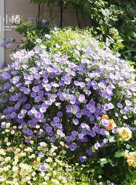 小椿园艺 蓝色岩旋花 多年色常绿蔓生垂吊花期长花境花园花卉植物