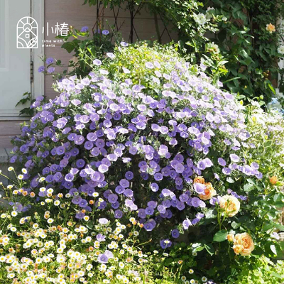 小椿园艺 蓝色岩旋花 多年色常绿蔓生垂吊花期长花境花园花卉植物