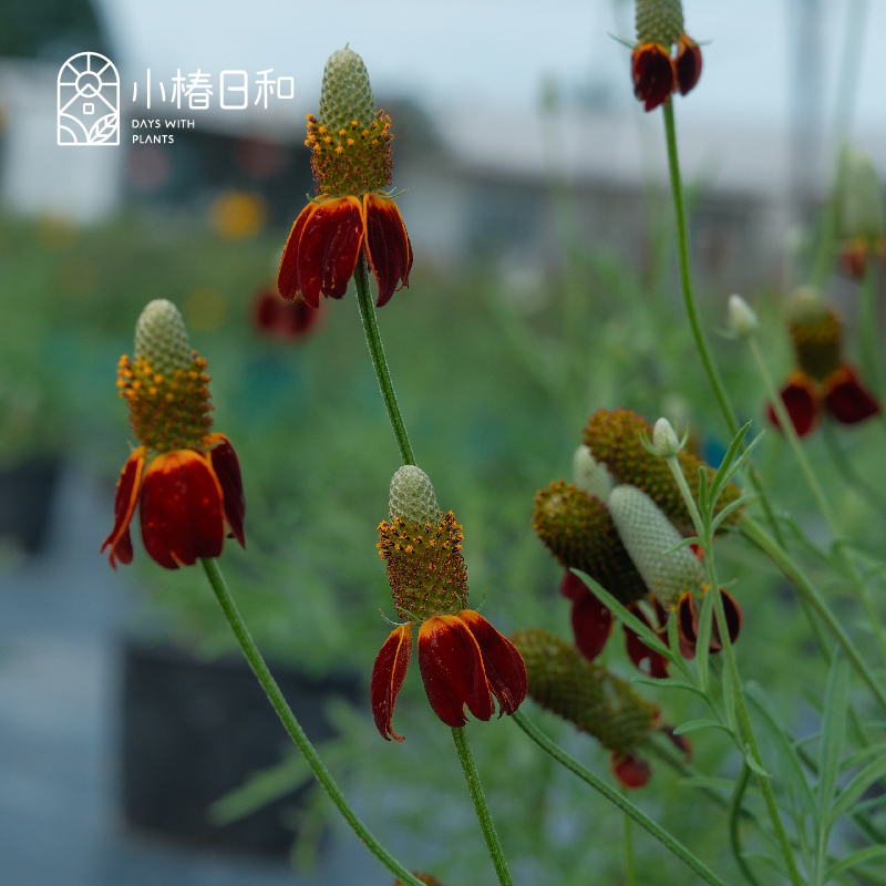 小椿日和 金光菊墨西哥帽子 撒哈拉暖阳花境露台花园花卉植物耐热