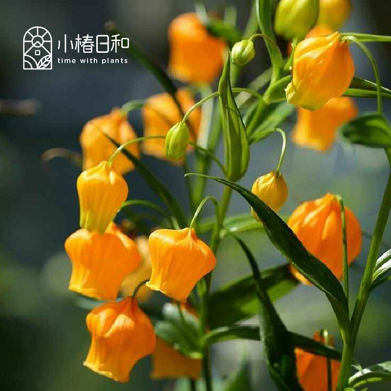 小椿日和 宫灯百合 灯笼花提灯花进口球根小众高级切花素材盆栽