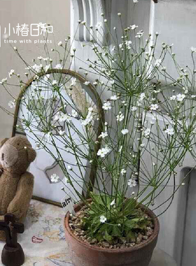 小椿日和 点地梅 星尘 仙气白花耐寒耐贫瘠盆栽户外组合盆栽植物