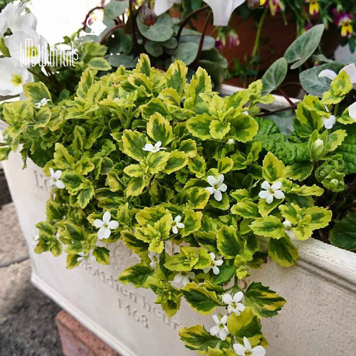 小椿日和 花叶百可花 新品bacopa白花观叶组盆素材匍匐地被植物