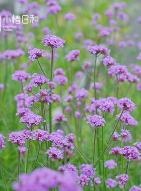 小椿日和 柳叶马鞭草浮华vanity新品金奖花卉紫蓝色耐热盆栽花园