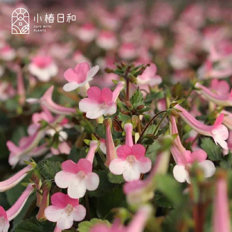 小椿日和 苦苣苔 迷岩尤利娅耐热耐寒粉花多年生盆栽花卉植物阳台
