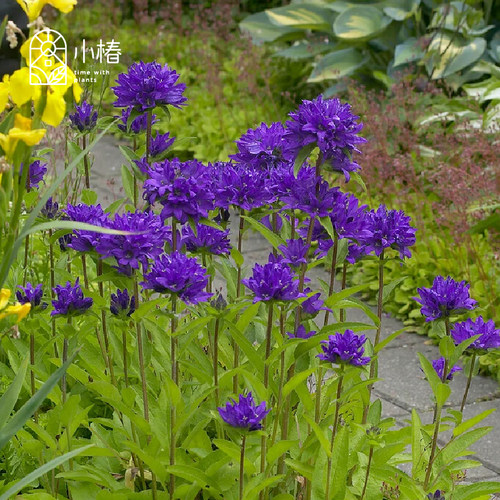 小椿园艺 聚花风铃草 耐阴耐寒多年生宿根蓝紫色线性切花花境庭院