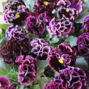 小椿日和  德古拉礼服重瓣皱边复古日系角堇盆栽草本花卉爆花
