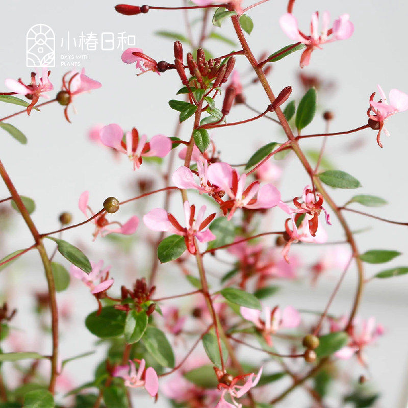 小椿日和 多年生蚊子草洛佩齐亚Lopezia 粉花冬季开花组盆花园,鲜花速递/花卉仿真/绿植园艺,时令草本花卉,淘宝优惠券,粉丝福利购,淘宝优惠卷