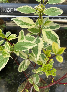 小椿日和 冬季观枝花木进口红瑞木西伯利亚人花叶耐寒植物盆栽