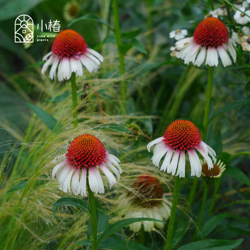 小椿日和重瓣松果菊盆栽绿植阳台室外庭院耐热夏季花卉花期长包邮