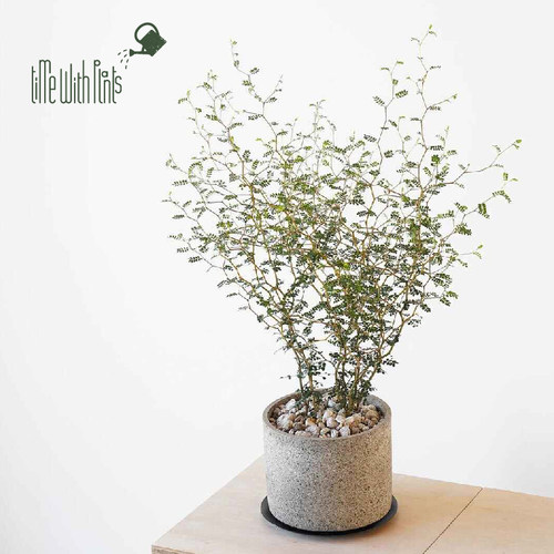 小椿园艺 童话树 常绿灌木 Sophora prostrata小空间艺术焦点植物