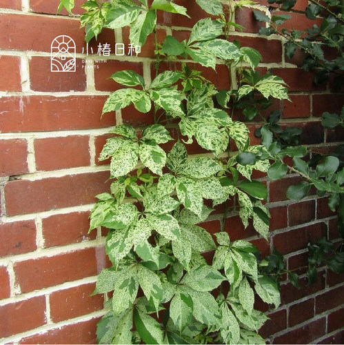 小椿日和五叶地锦星雨斑叶爬山虎精巧盆栽可爬墙绿色瀑布锦叶绿植