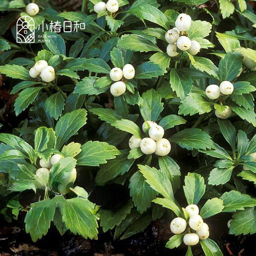 小椿日和 顶花板凳果 常绿观叶灌木地被耐阴耐寒多年生花园庭院