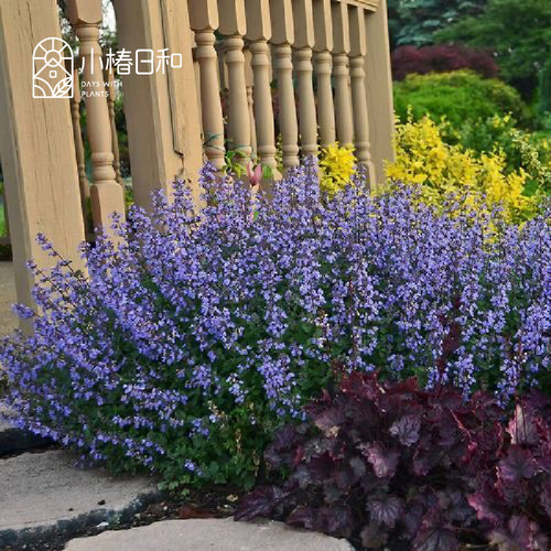 小椿日和 新风轮菜‘云系列’香云新款花卉庭院耐热耐寒植物盆栽