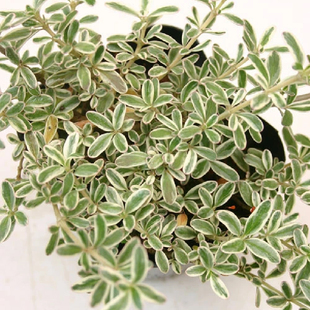 小椿日和 花叶臭叶木Coprosma kirkii 低矮匍匐常绿灌木组合盆栽