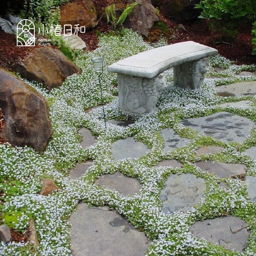 小椿日和 新西兰半边莲 岩石庭院盆栽地被多年生常绿植物蓝色花卉