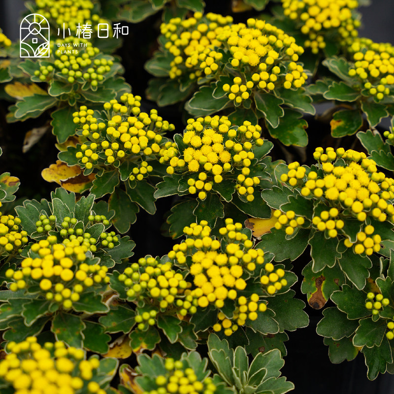 小椿日和 亚菊 多年生花境庭院植物盆栽花卉耐寒宿根包邮