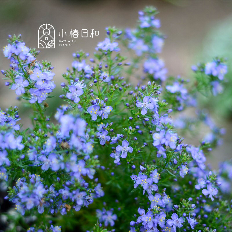 小椿日和 哈密瓜香地肤 常绿蓝色盆栽花卉趣味芳香懒人植物易养活