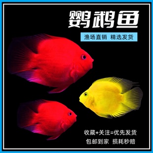 血鹦鹉元宝红财神黄鹦鹉梅花招财猫热带观赏中大型淡水鱼活体包赔