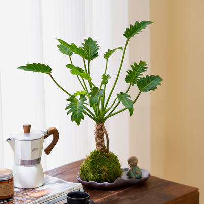苔藓球水培龙鳞小天使盆栽