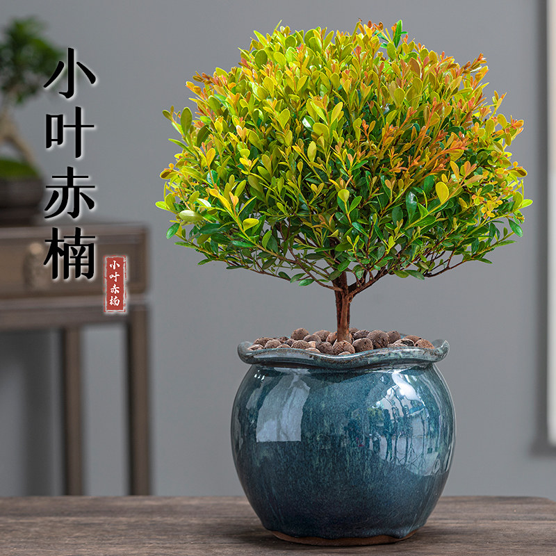 小叶赤楠盆景室内办公室四季常青净化空气除甲醛好养易活老桩植物