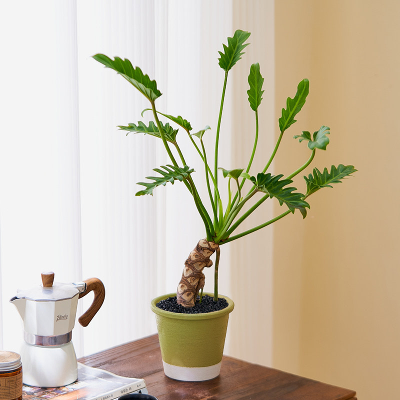 龙鳞小天使春羽盆栽老桩绿植客厅办公室内外耐阴好养净化空气植物