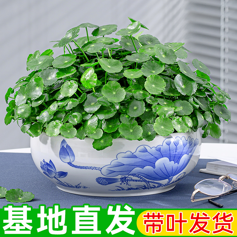 铜钱草盆栽水培室内净化空气绿植