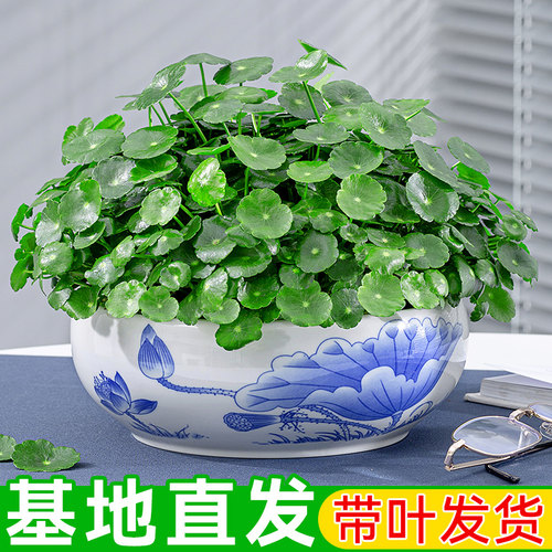 铜钱草盆栽水培室内净化空气绿植