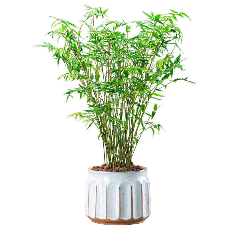 米竹盆栽庭院竹子苗盆景好养植物