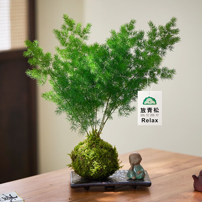 苔藓球蓬莱松水培客厅桌面绿植