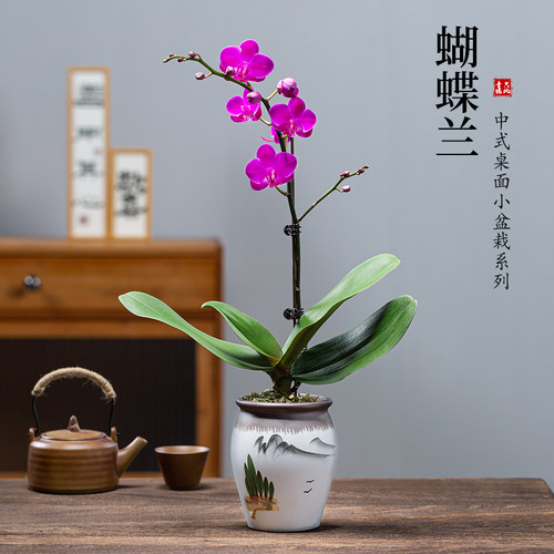 带花苞蝴蝶兰盆栽室内客厅好养花卉名贵兰花花剑盆景植物绿植