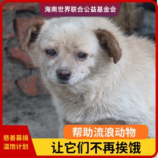 【慈善募捐】公益爱心捐赠救助流浪动物阿里巴巴公益