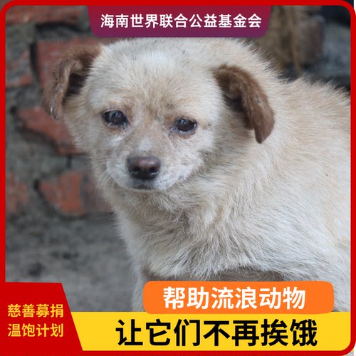 为流浪动物创造一个温暖舒适的栖息之所，为这些无家可归的小生命提供一个安全、温暖的家。