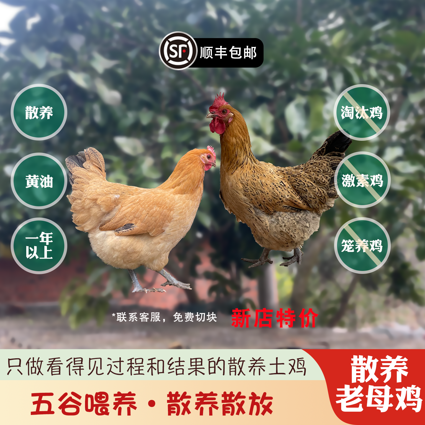 自营农场现杀新鲜散养五谷粮食老母鸡走地鸡草鸡整鸡顺丰包邮,水产肉类/新鲜蔬果/熟食,整鸡/整鸡制品,淘宝优惠券,粉丝福利购,淘宝优惠卷