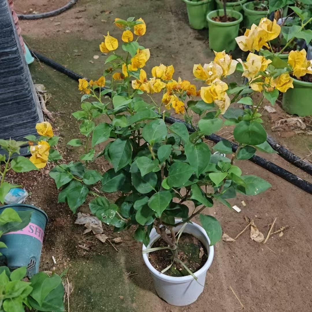 包邮爬藤植物网红花卉盆栽浅黄