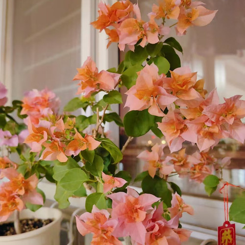 重瓣橙 三角梅四季开花爬藤植物花卉 包对版