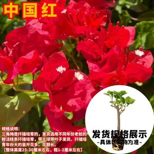 中国红三角梅高杆四季开花爬藤植物花卉老桩盆栽扦插苗