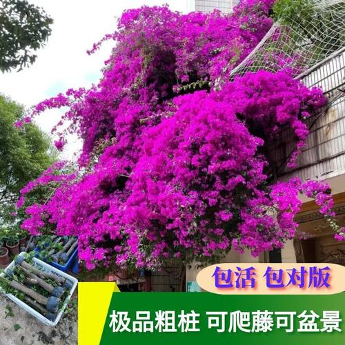 小叶紫三角梅爬藤植物花卉盆栽