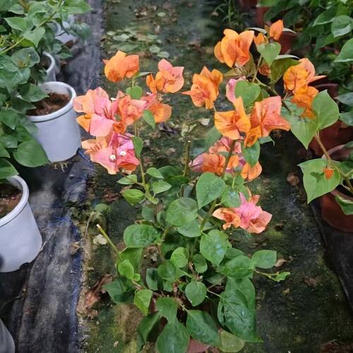阿达娜三角梅爬藤植物花卉勤花品种盆苗 品种苗 橙白