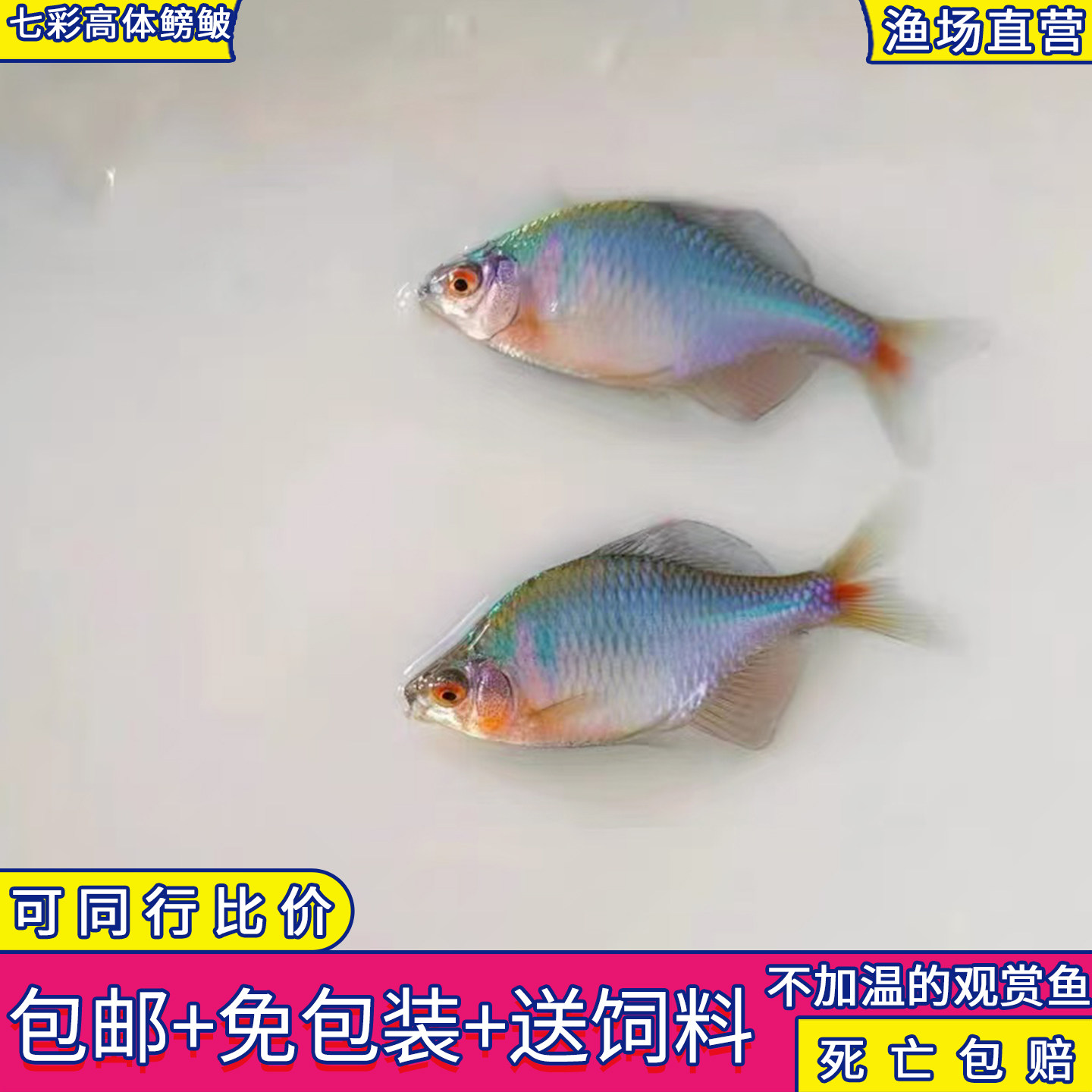 七彩鳑鲏鱼活体冷水不加温观赏除藻工具小型群游原生旁皮好养包邮