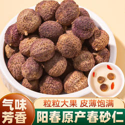 【头茬大果】阳春春砂仁广东阳春特产新货春砂仁沙仁500g