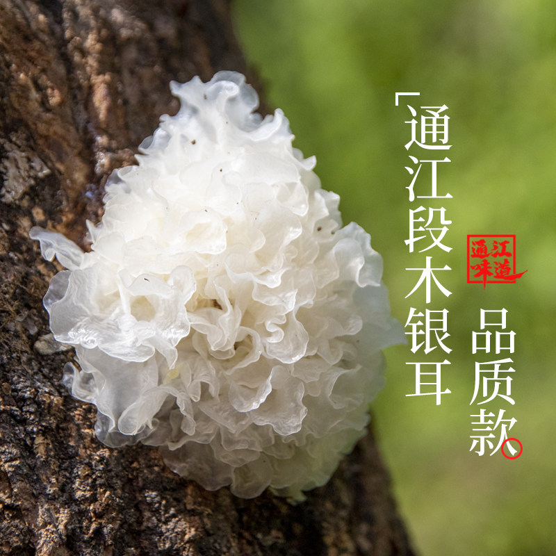 【品质款】正宗通江陈和乡椴木银耳干货天然无硫白木耳农户家自种