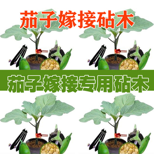 茄子砧木种子托鲁巴姆 抗青枯病 抗死棵 抗病强耐寒性强包邮