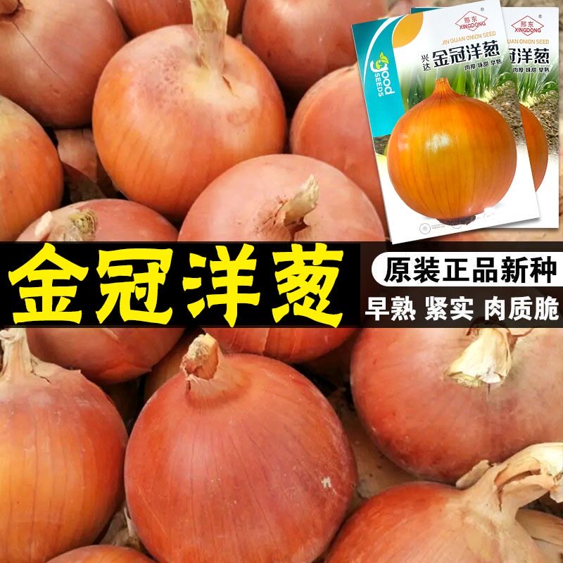 金冠洋葱种子黄皮耐裂早熟甜辣