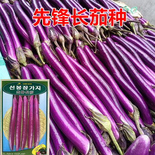 先锋紫长龙长茄种子茄苗紫红长茄种子紫色线茄早熟高产包邮