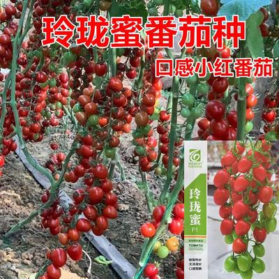 口感小红番茄种红色高糖度